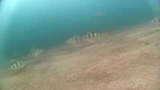 Зимняя рыбалка под льдом на Байкале, Залив Провал 21.12.14 /Lake Baikal-Video Fishing under the ice