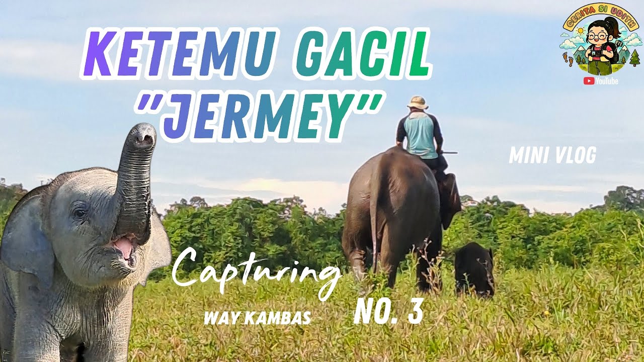 [TRIP] WAY KAMBAS - Capturing Way Kambas No. 3 | Ketemu Gajah Kecil  si Jeje Jermey