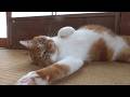 いよいよハラが見られる時期となってまいりました【侵入した野良仔猫】～家猫修行中～