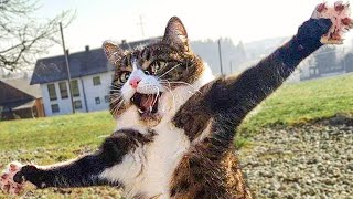 Funny Cats That Can Probably Bring World Peace | Cool Pets
