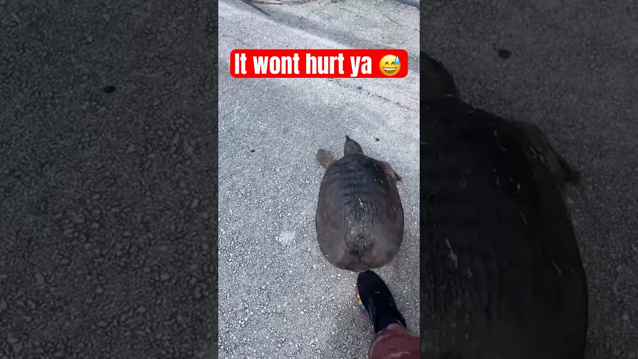 Snowbird In Florida Wants To Pick Up A Harmless Soft-shell Turtle 🥴