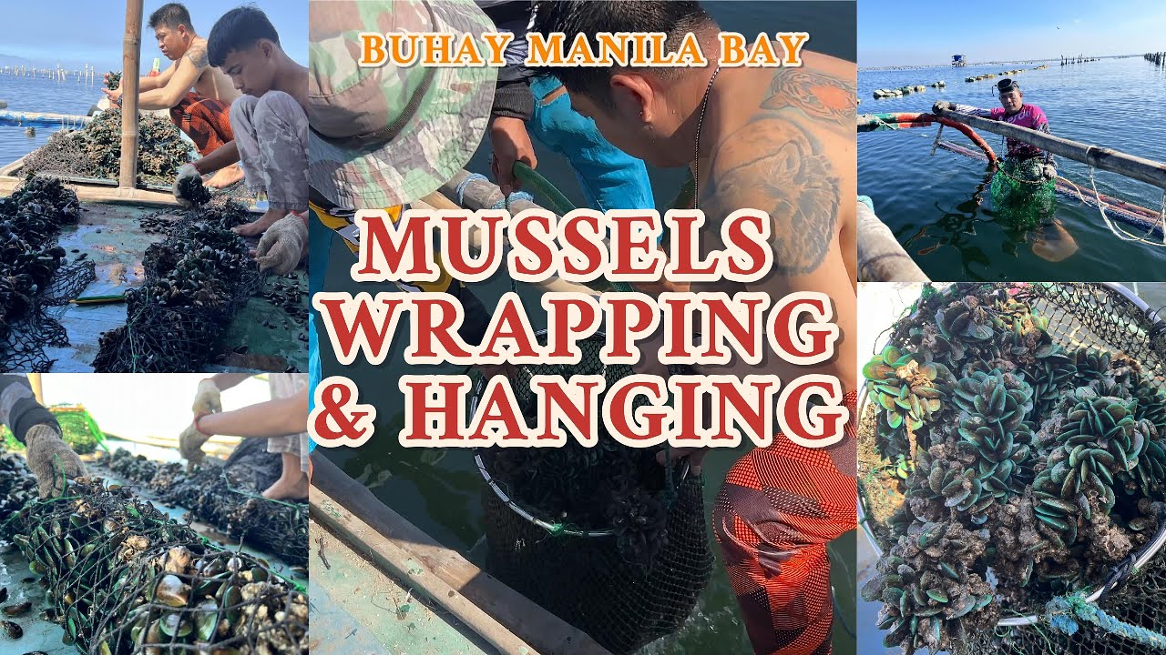 Mussels Wrapping & Hanging | Buhay Manila Bay
