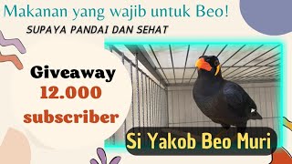 makanan favorit si yakob burung beo pemegang rekor muri |Giveaway Special 12 Ribu Subscriber