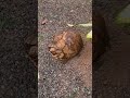 Черепаха-талисман откладывает яйца