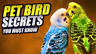 7 Things to Know Before Getting a Pet Bird by Makoree Pet Corner 256 views 6 months ago 6 minutes, 25 seconds