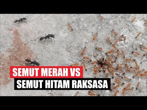 Pertempuran Semut Hitam Raksasa Melawan Semut Merah | Dhika Oulson