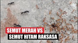 Pertempuran Semut Hitam Raksasa Melawan Semut Merah | Dhika Oulson