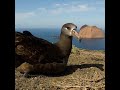 Albatros patas negras en Isla Guadalupe