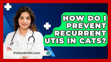 How Do I Prevent Recurrent UTIs In Cats? - PetGuide360.com