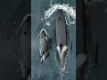 Stunning Drone Footage Captures Killer Whales Hunting Sea Lions
