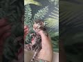 Just have a look on this beautiful bengal baby 😻born in BengalBest cattery