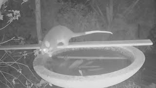 Ring-tailed possum in our garden