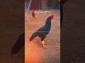 aseel roster status #aseel #aseelmurga #aseellovers #shamo #parrotbeaklongtailaseel #shorts #rooster