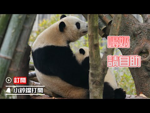 《熊貓早晚安》熊貓寶寶的不限時自助餐 | iPanda熊貓頻道