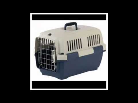 How to - transport a guinea pig