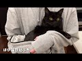 ママのお腹の袋に飛び込んでくつろぐモカが可愛すぎた【にゃんガルーパーカー】