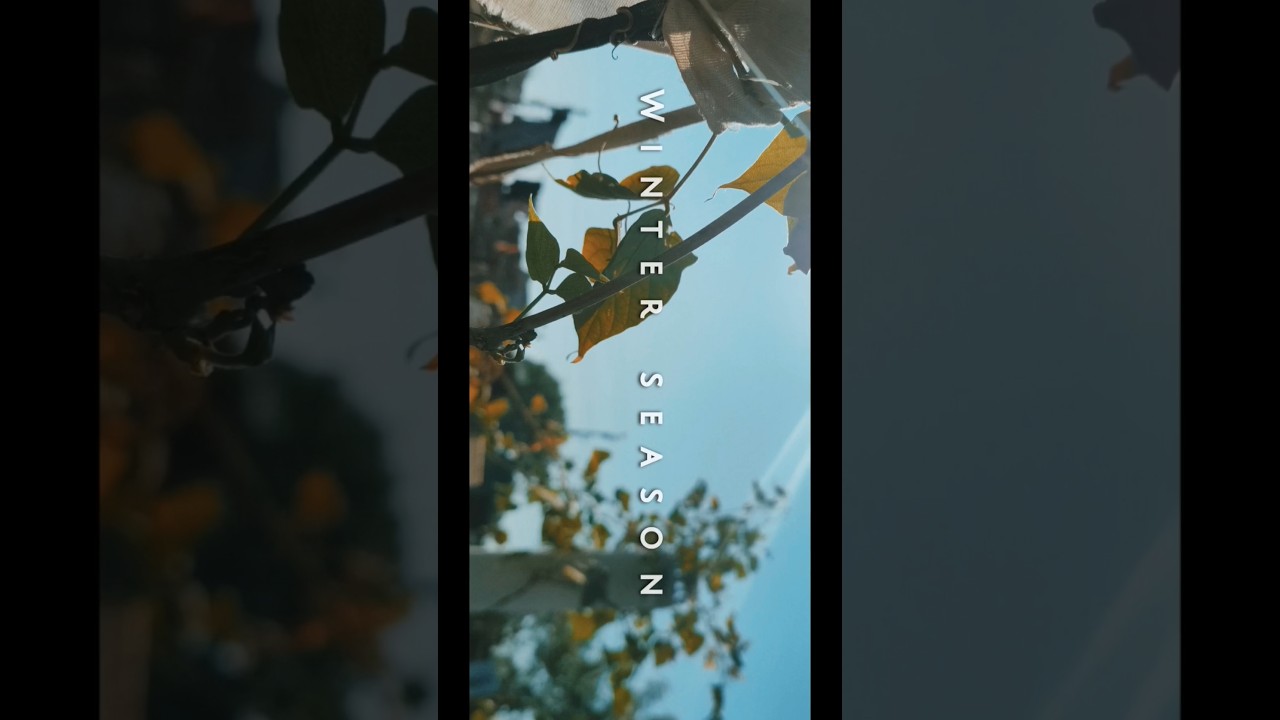 Winter season shots captured.