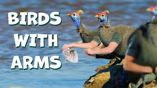 Птицы С Руками | Birds With Arms - Если Бы У Птиц Были Руки