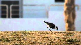 Sporenkievit, Spur-Winged Lapwing