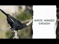 The Fascinating White-winged Chough