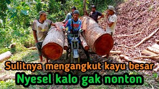 Ojek Kayu Palang Extreme Angkut Mahoni Super Besar || ojek kayu palang