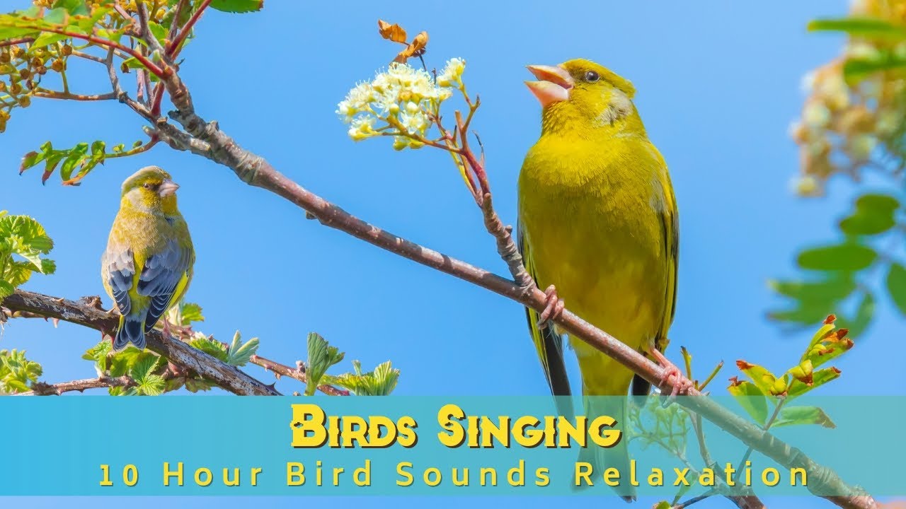 Bird Singing - 10 Hour Bird Sounds Relaxation, Stunning Nature ,Stress ...