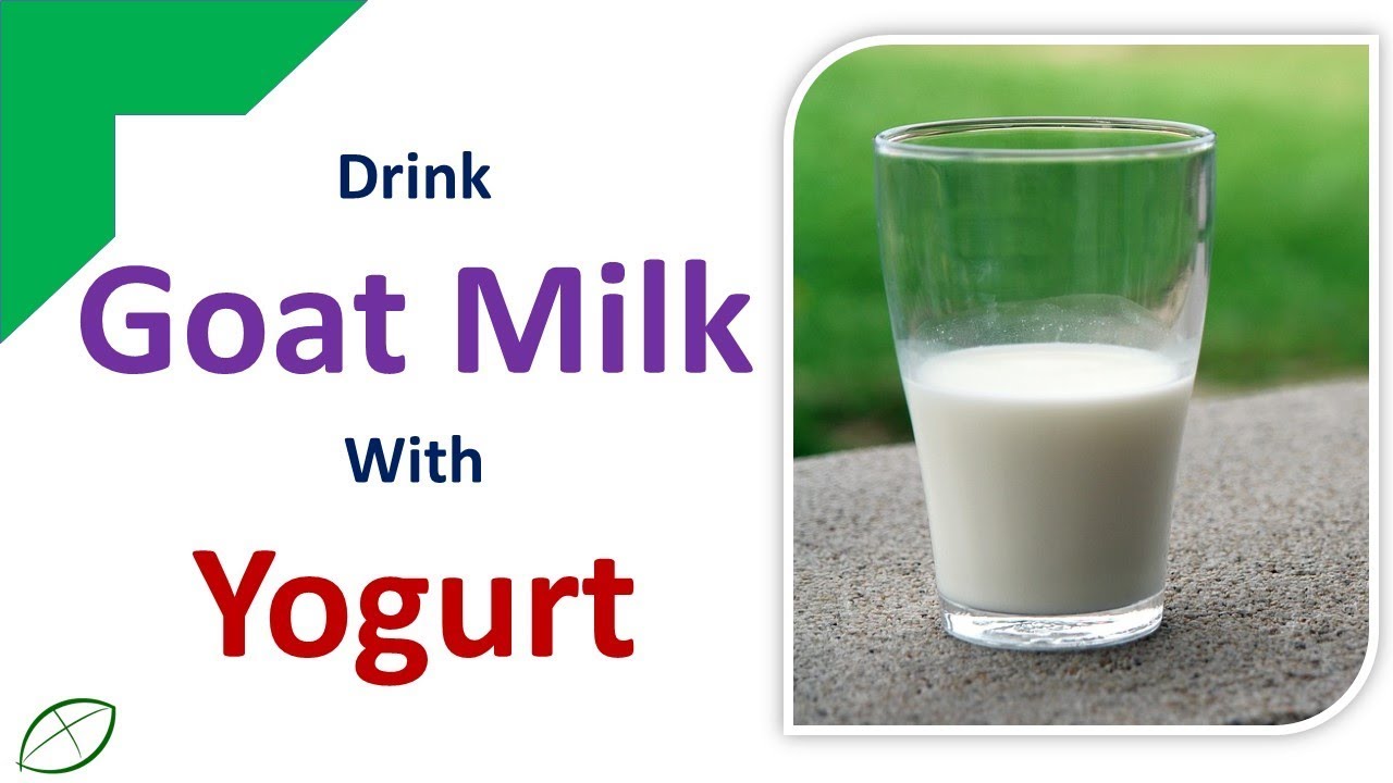 How To Drink Goat Milk | Drink Goat Milk With Yogurt