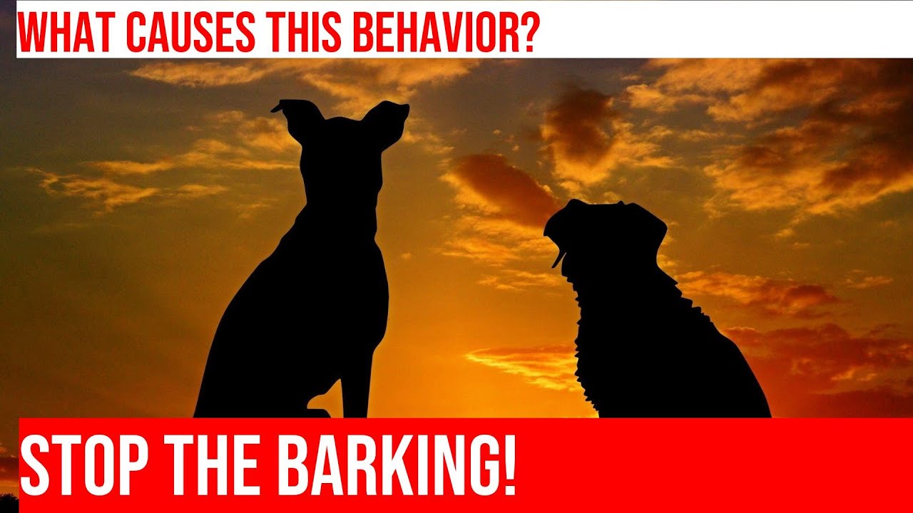 Stop Your Dog's Reflection Barking Simple Solutions YouTube