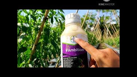 Cara Ampuh Mengatasi Daun Cabe Yang Keriting..di Jamin ampuh 💯%