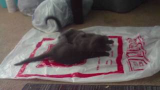 Cute cuddly Free kittens in Las vegas area