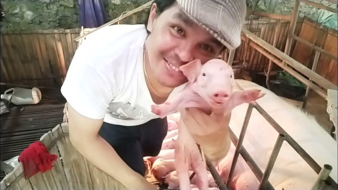 TECNIQUES ON HOW TO CUT THE TEETH AND TAIL OF A NEWBORN PIGLETS YouTube