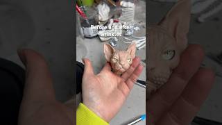 Before adding wrinkles and after. Still needs to be cleaned and refined #sphynx #artdoll #sculpture