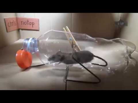 cara menangkap tikus yg sangat ampuh cara menangkap tikus yg sangat ampuh