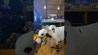 “Cow Beauty Video With Peaceful Nature Vibes Pakistan 2026😍✨” #shorts #short