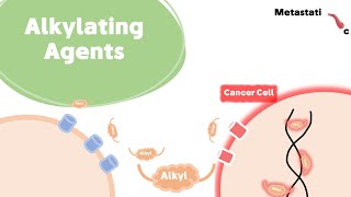 Alkylating Agents (For Researchers)