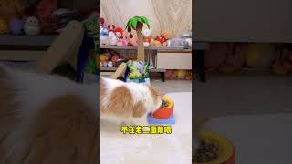 【獨生子的日常】原来养了一只心机猫#小奶猫 #铲屎官的乐趣 #猫咪成精#小奶喵  #铲屎官的乐趣 #Cutecats #萌寵 #Cat #動物 #Cute #Funnycat #Pet