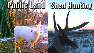 Shed Hunting 2021 | Albino Buck and Public Land Sheds