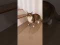 猫は食べないで…思わず笑っちゃうおもしろネコ動画5連発🐾 #funnyanimals #cutecat