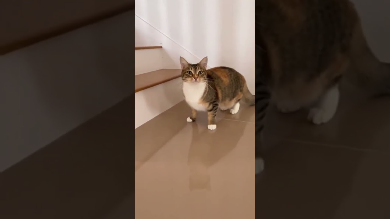 猫は食べないで…思わず笑っちゃうおもしろネコ動画5連発🐾 #funnyanimals #cutecat