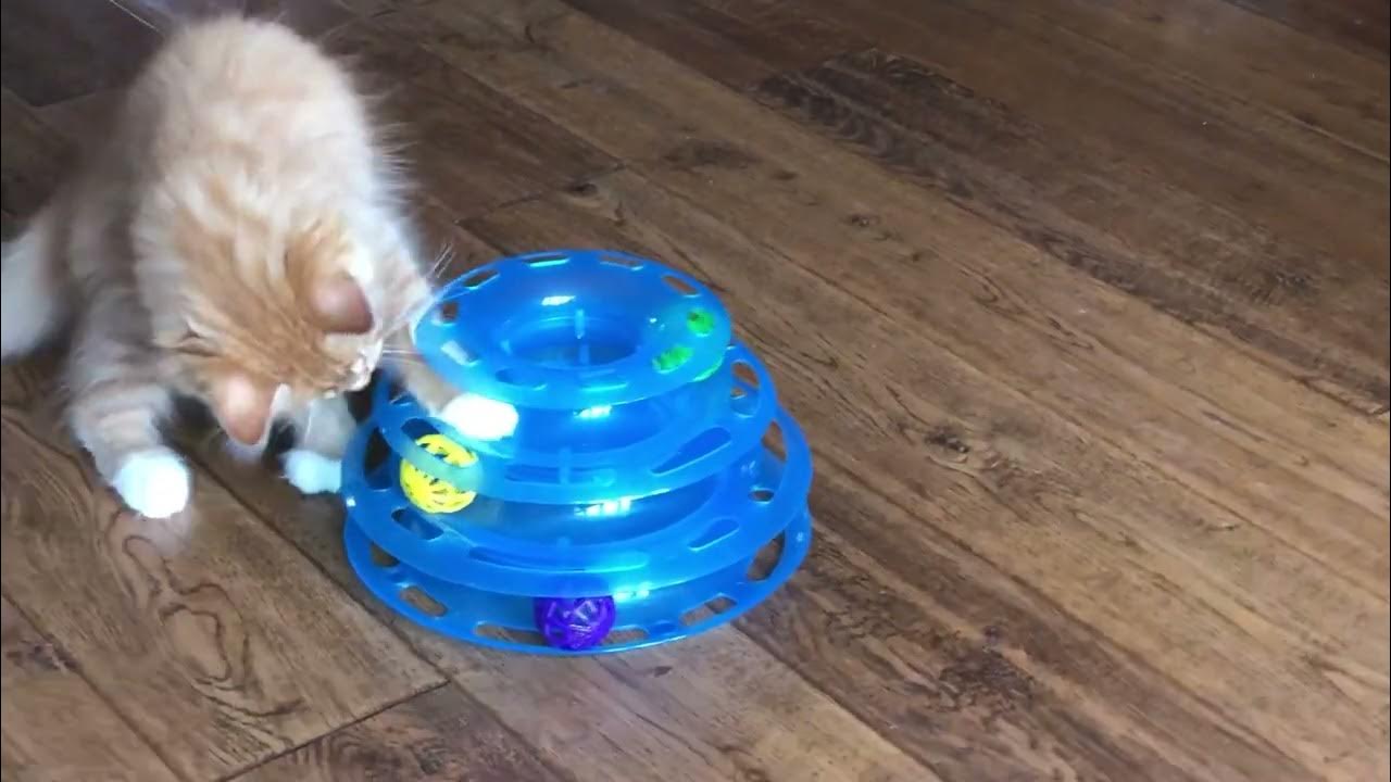 Kitten Playing Home Bargains Cat Play Tower MyPet Essentials YouTube