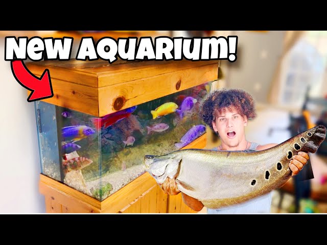 I Bought NEW AQUARIUM For My FISH ROOM! class=