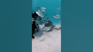 #سورة_الكهف #قران #عبد_الباسط_عبد_الصمد #قران_كريم #تلاوة_خاشعة_تلاوة_هادئة #تلاوة_يخشع_لها_القلب