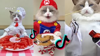 That Little Puff | Cats Make Food  | Kitty God & Others | TikTok 2024 #8