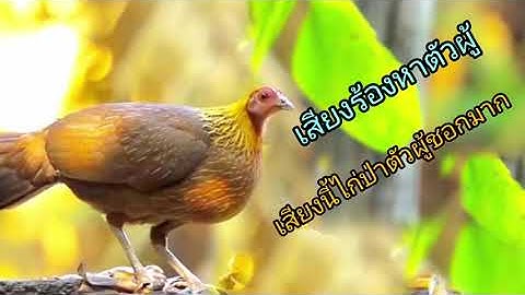 เสียงไก่ตัวเมียต่อเข้า100%, suab poj qaib seev nrhiav lau