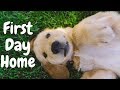 8 week old golden retriever puppy first day home  vlog with dog 0
