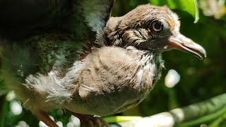 Baby mourning dove call sounds & activities | Juvenile