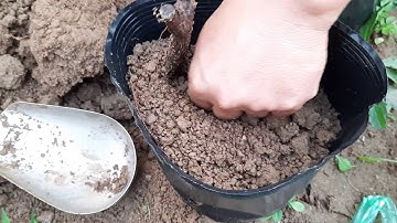 Cách cho cây nho và cây táo tàu (hồng táo) rễ trần vào bầu.