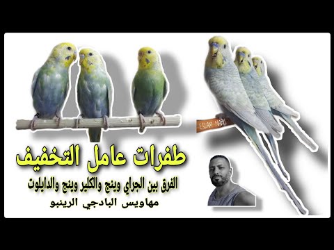 طائر البادجي طفرات عامل التخفيف الفرق بين الجراي وينج والكلير وينج وما هو الفل بادي جراي وينج