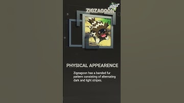 Zigzagoon: The Zigzag Pokémon with Two Wild Forms! 🦝⚡ | Animated Warriors EN