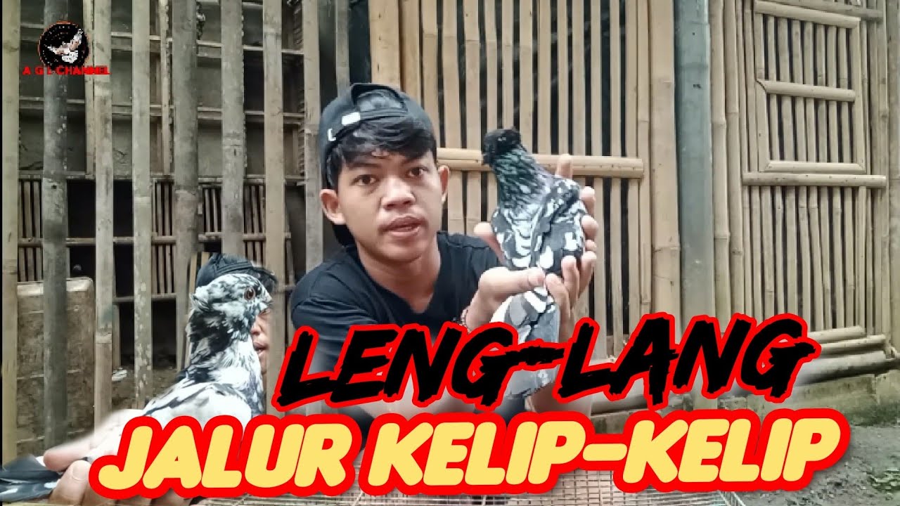 Redy 7 ekor Jalur Kelip Semua !!! 